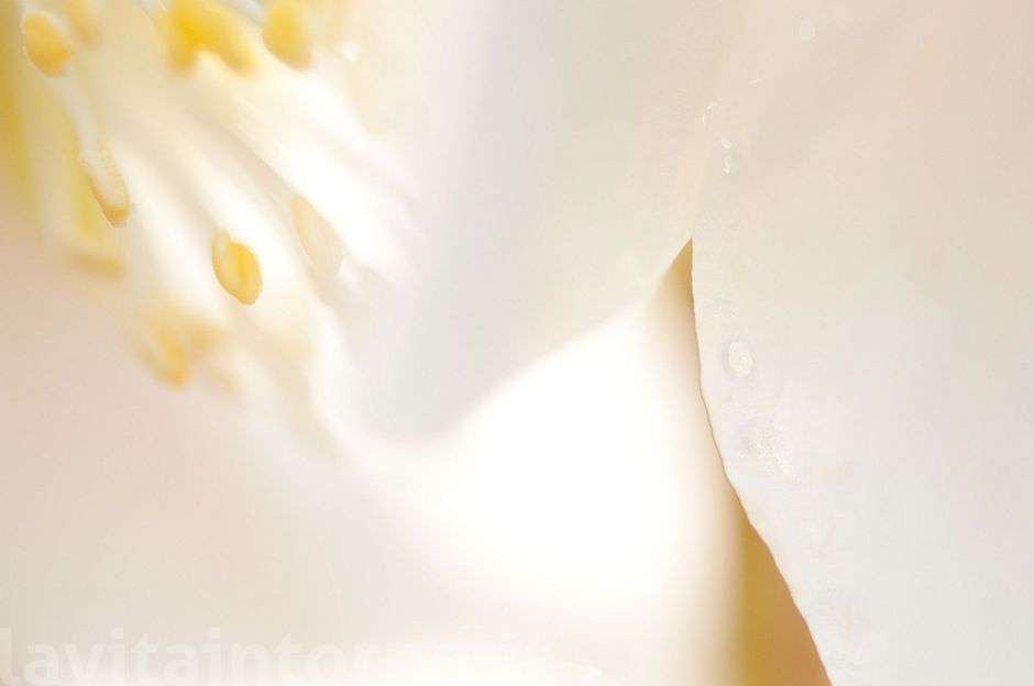 abstract ... by Helleborus Niger