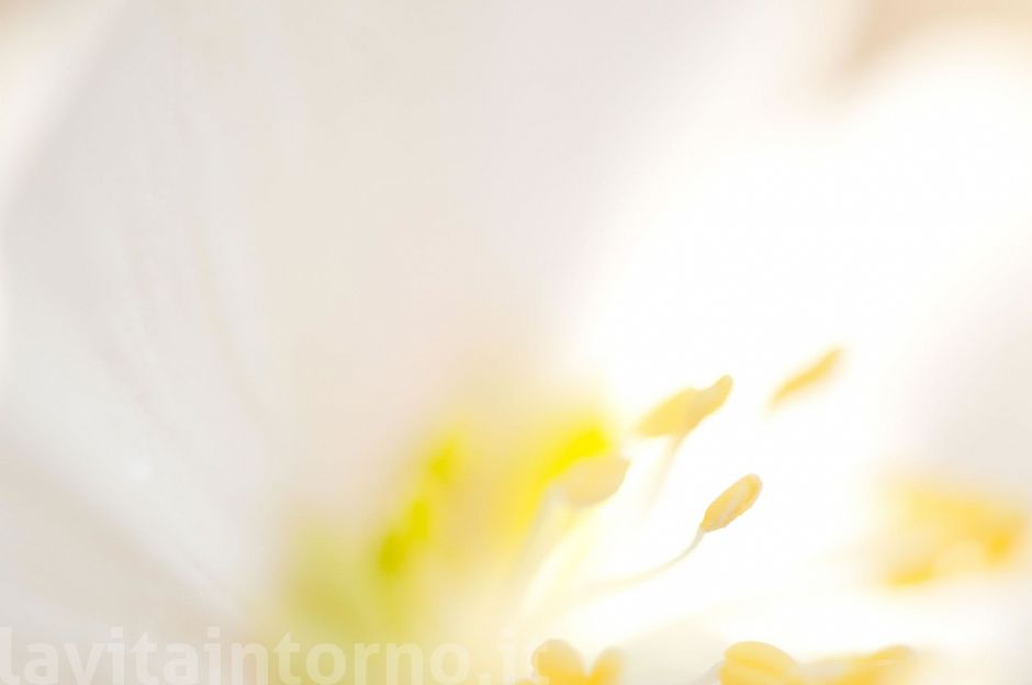 abstract ... by Helleborus Niger #2