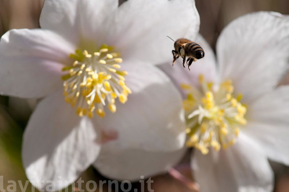 destination Helleborus