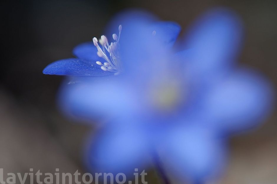 blurry Hepatica