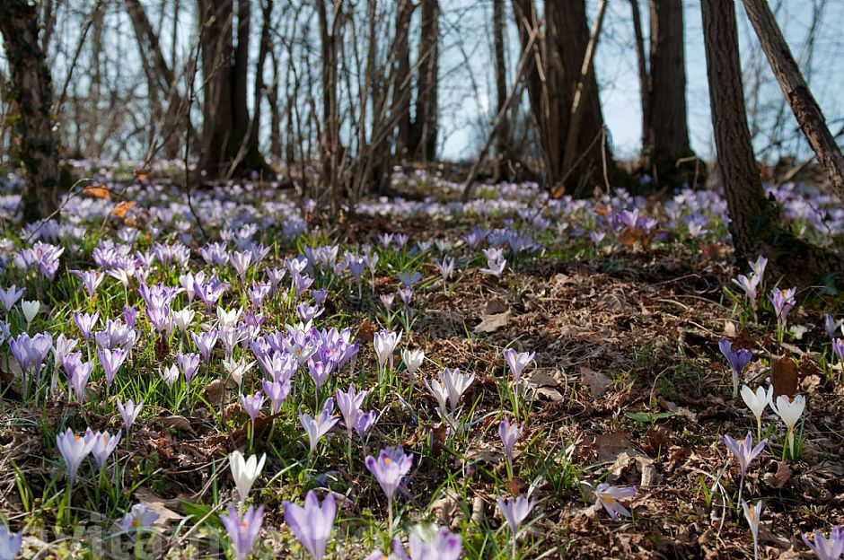 Crocus experience #3