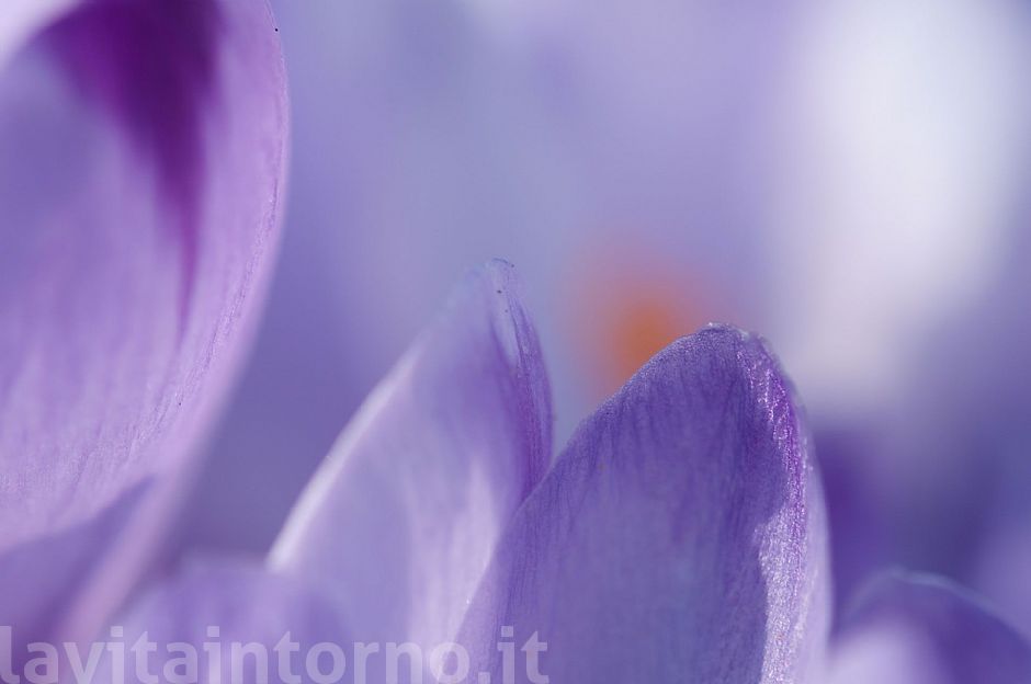 Crocus Colors #4