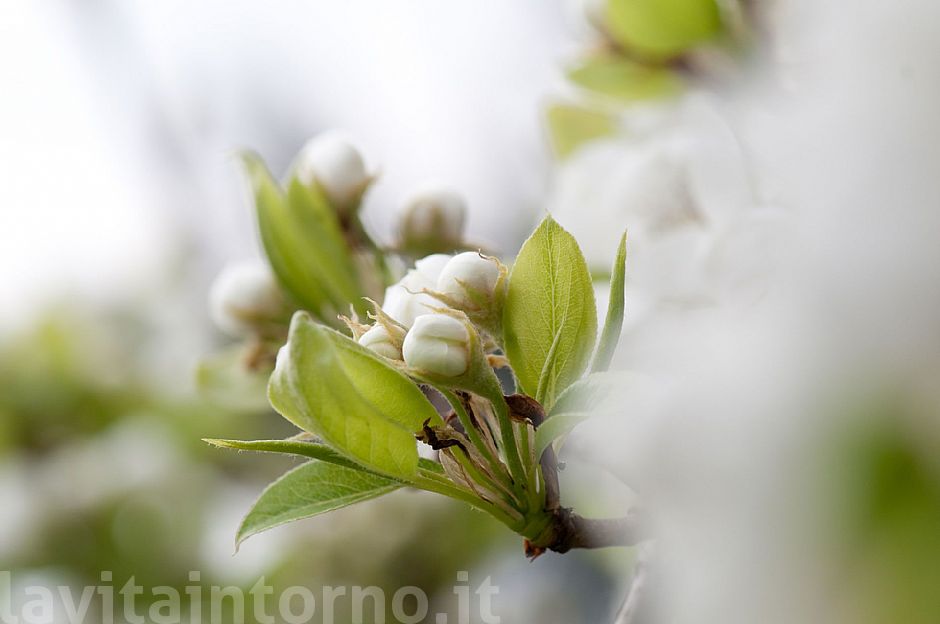 Happy Easter / Buona Pasqua