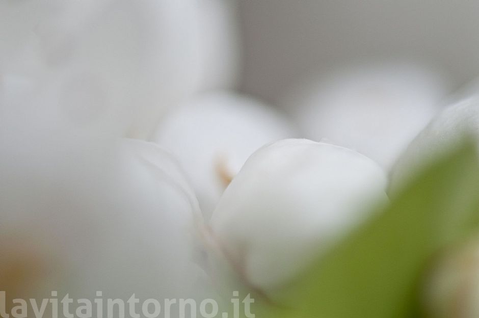 Happy Easter / Buona Pasqua #2