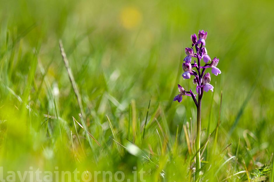 Orchis Morio