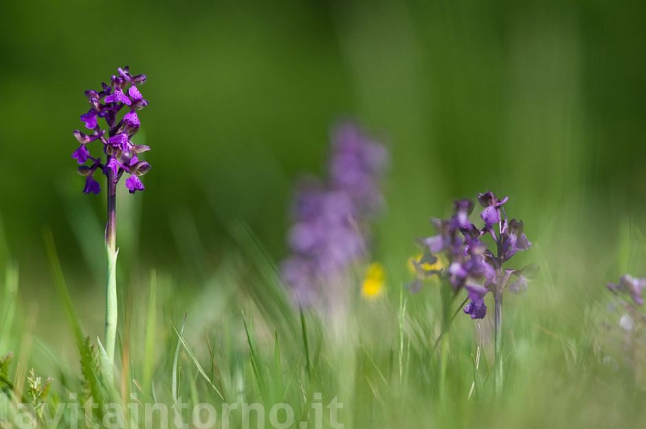 Orchis Morio #2