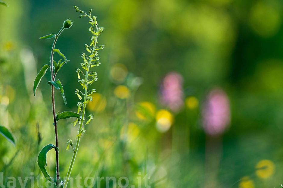 meet in the meadow