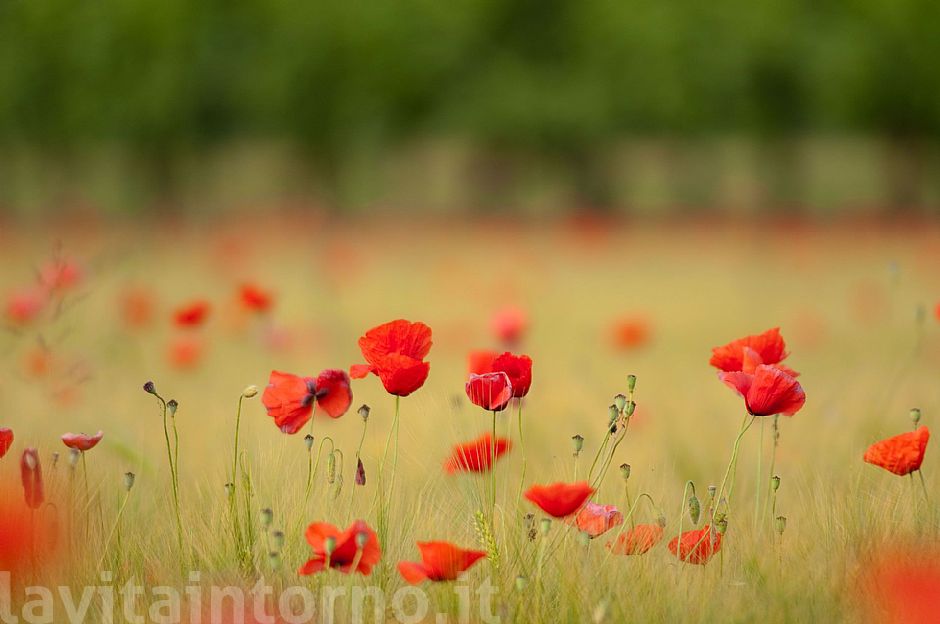 seasonal red spots #2