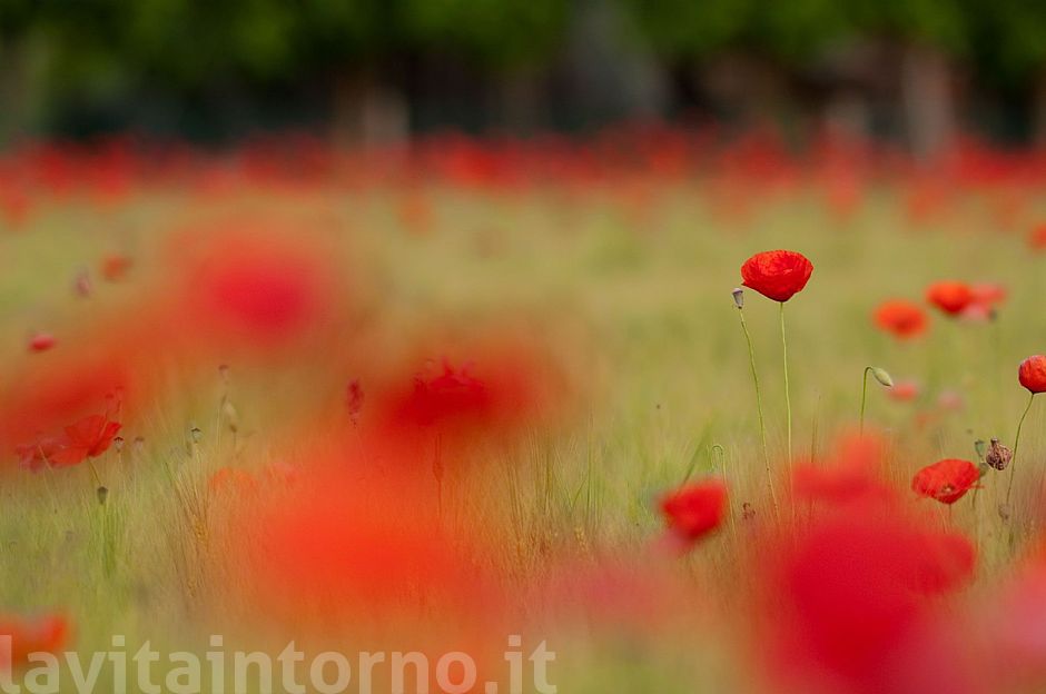 seasonal red spots #3