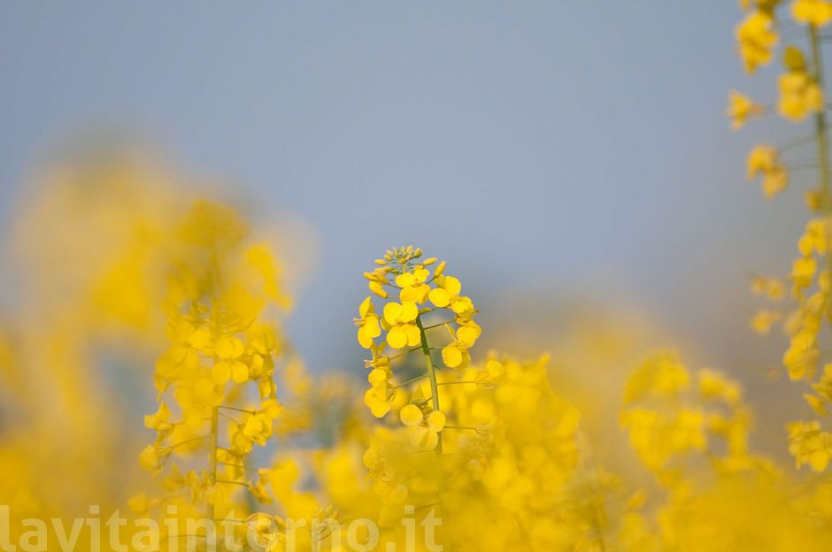 seasonal yellow spots