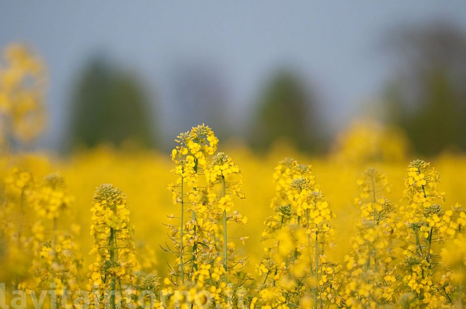 seasonal yellow spots #2