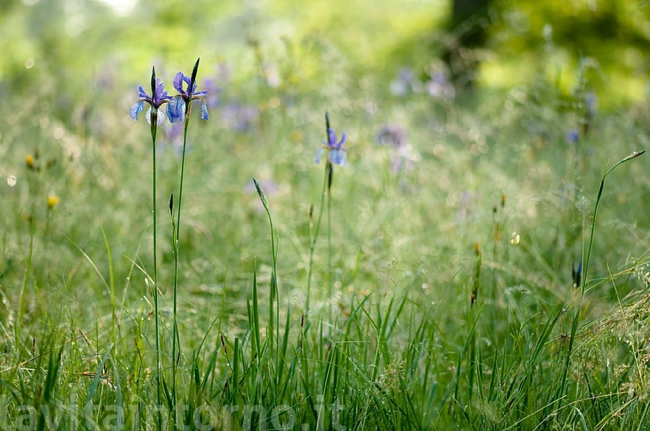 Iris Sibirica's environment