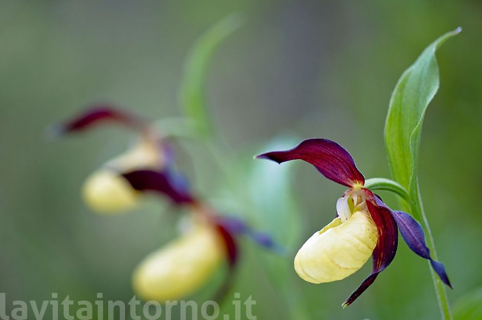Cypripedium calceolus