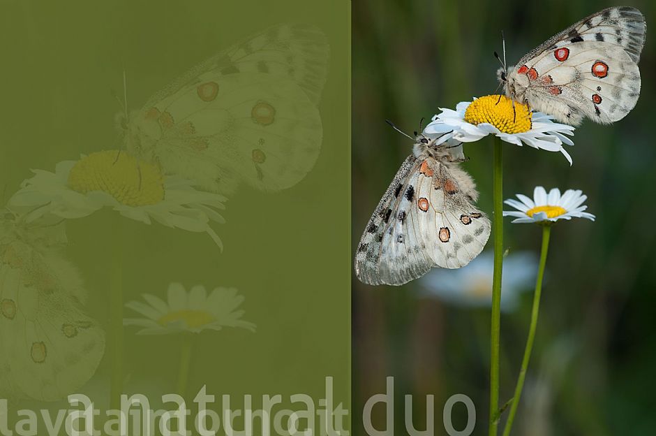 Parnassius apollo: a natural duo