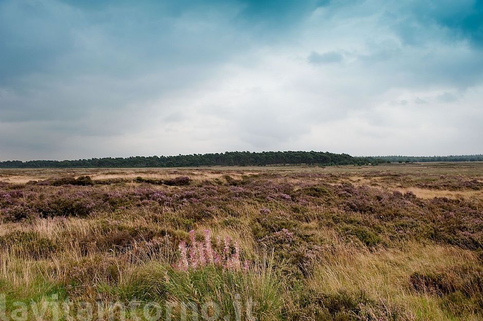 De Hoge Weluwe National Park