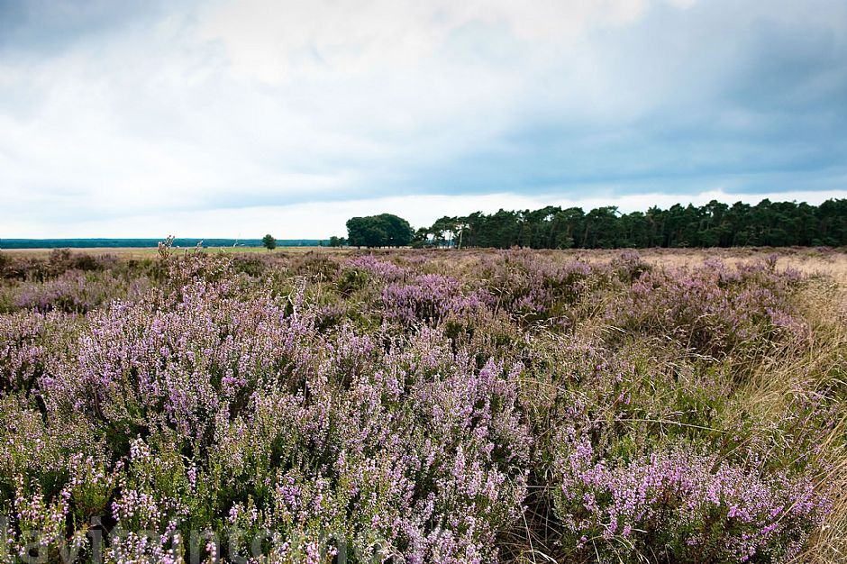 De Hoge Weluwe National Park #2