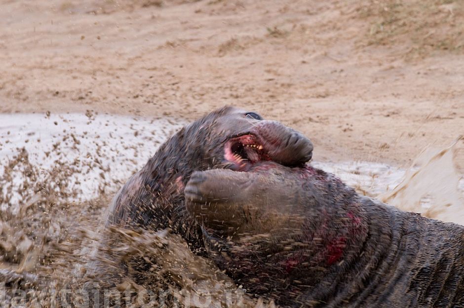 Gray seals: fighting between males