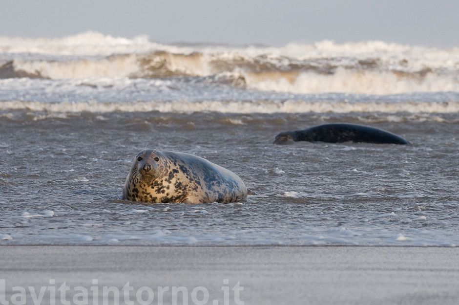 Gray seals