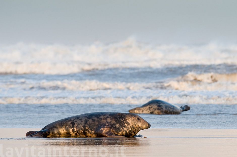 Gray seals #2