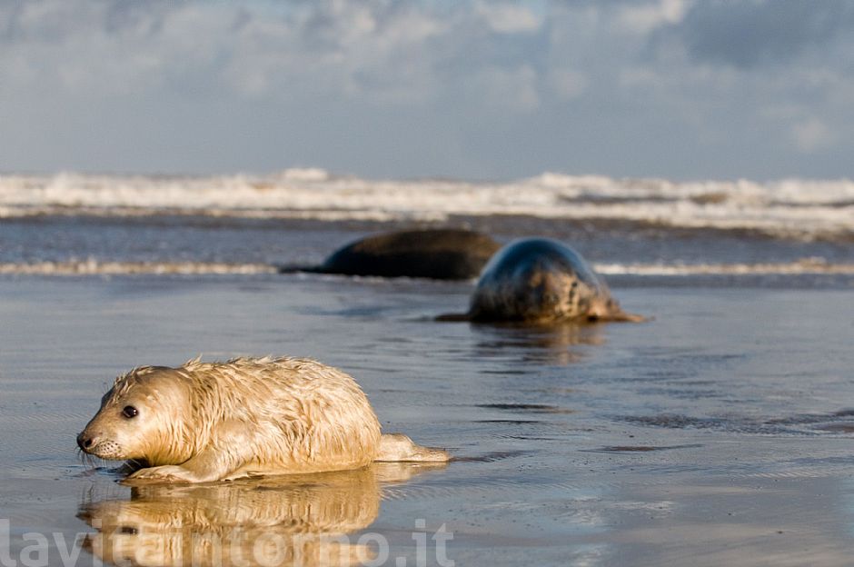 Gray seal: mother and pup #3