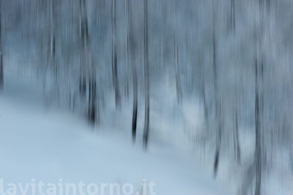 ghost trees