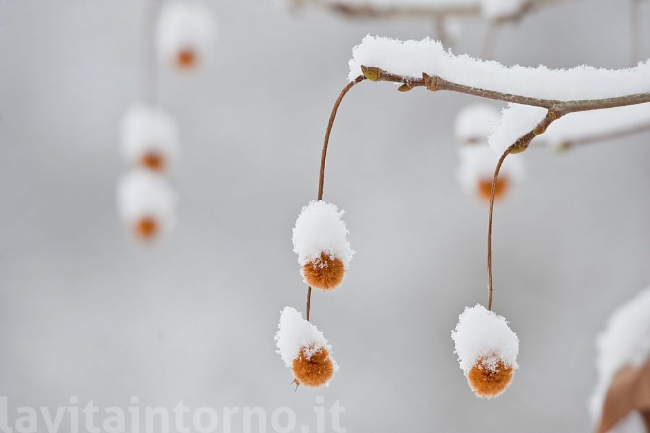 candidi Pal� #4