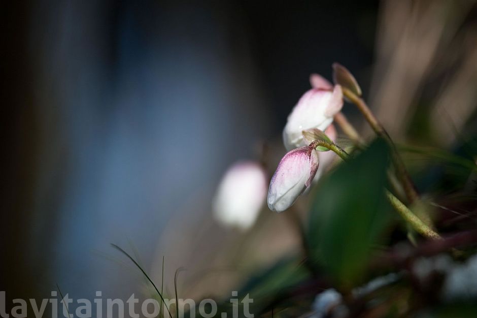 Helleborus Niger return