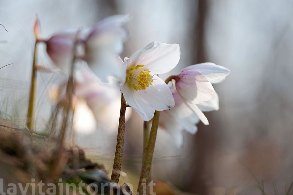 Helleborus Niger return #3