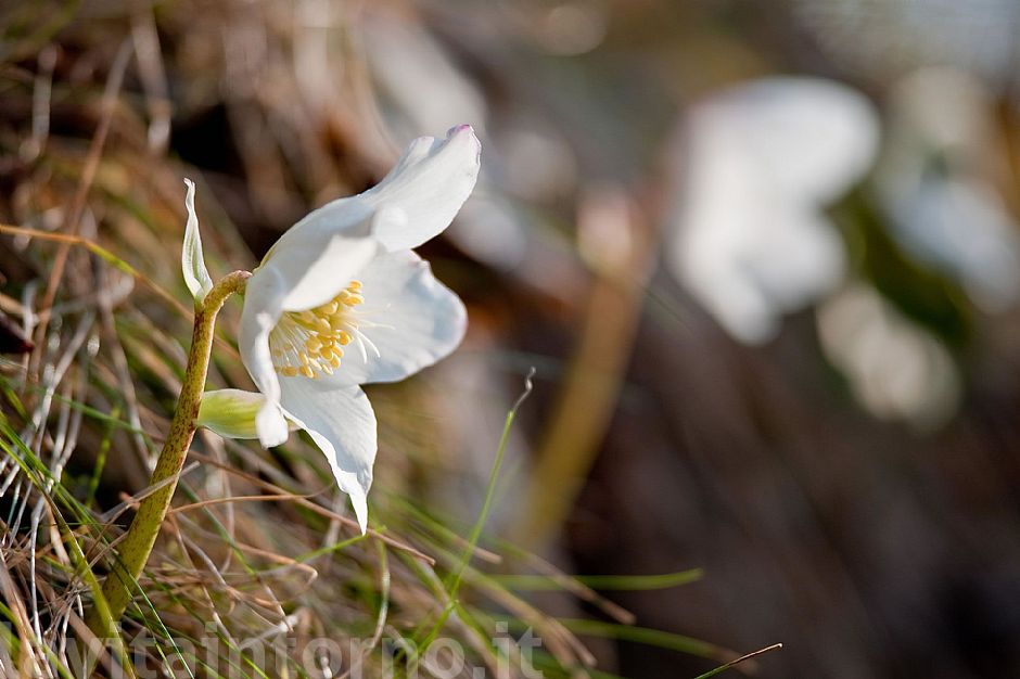 Helleborus Niger return #4