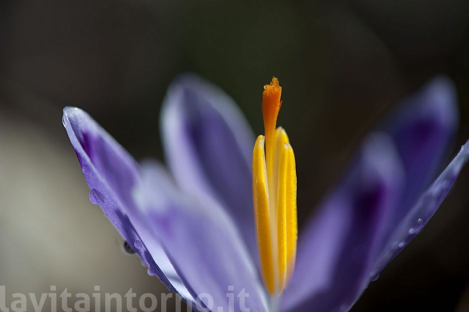 Crocus #2