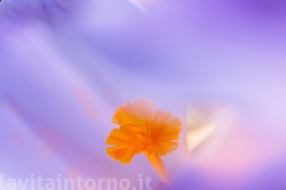 colors by crocus #3