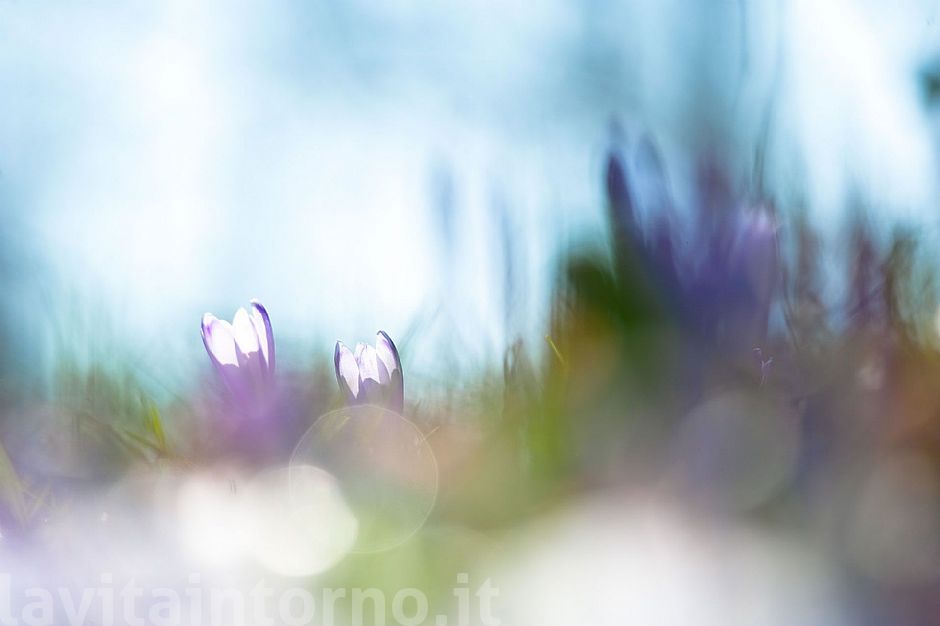 backlighted crocus #2