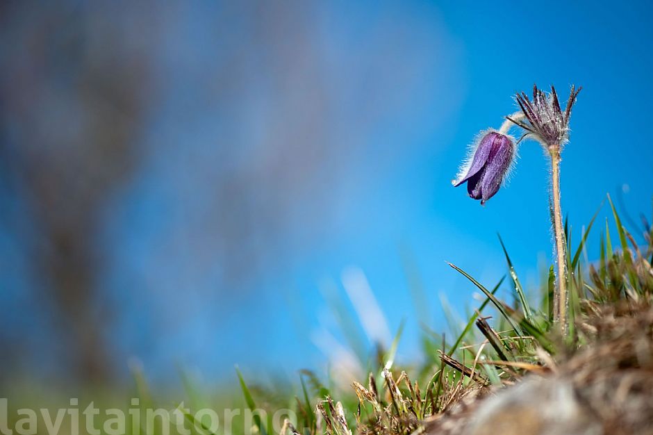 Pulsatilla Montana