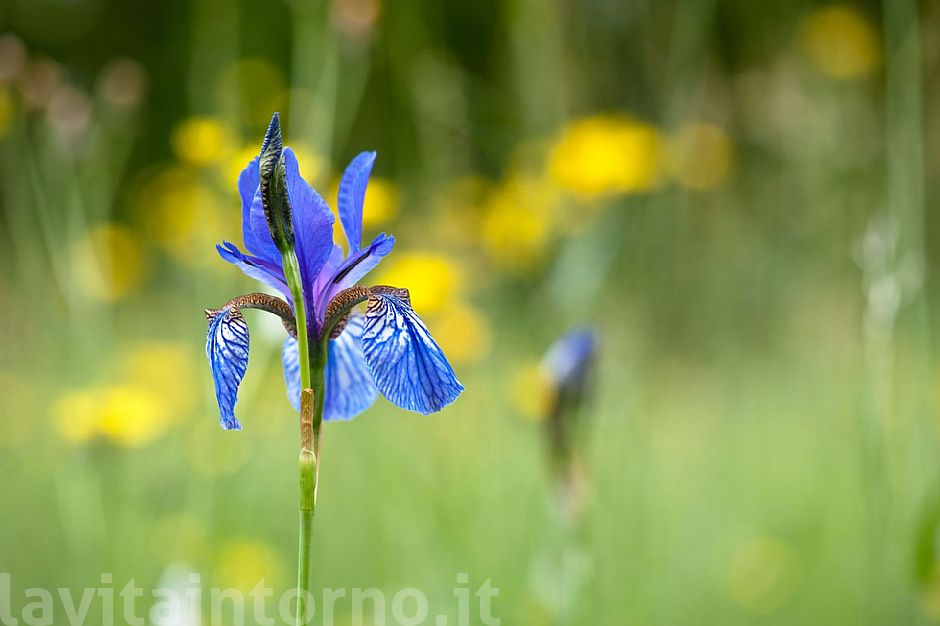 Iris Sibirica
