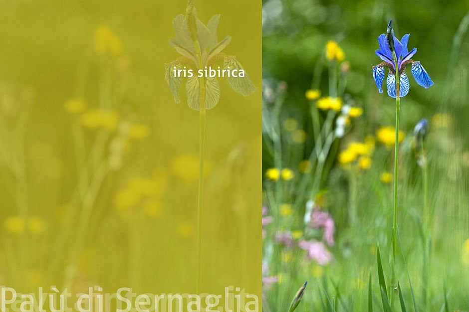 Iris Sibirica