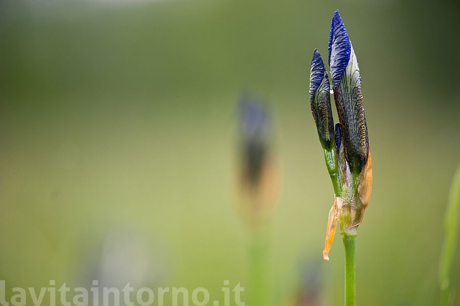 Iris sibirica #2