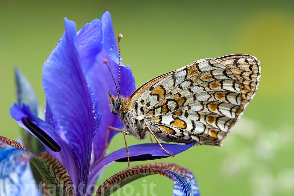 sleeping on the Iris