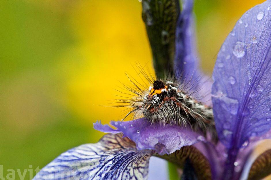 alien on the Iris