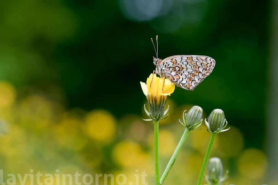 Melitaea 