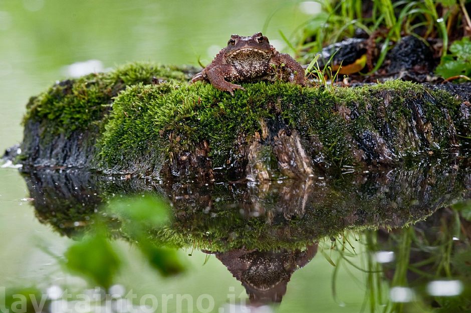 ready for the shot #2