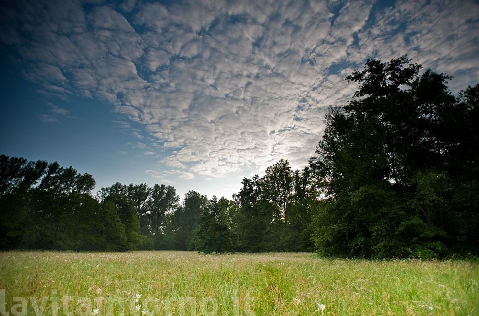 morning meadows closed