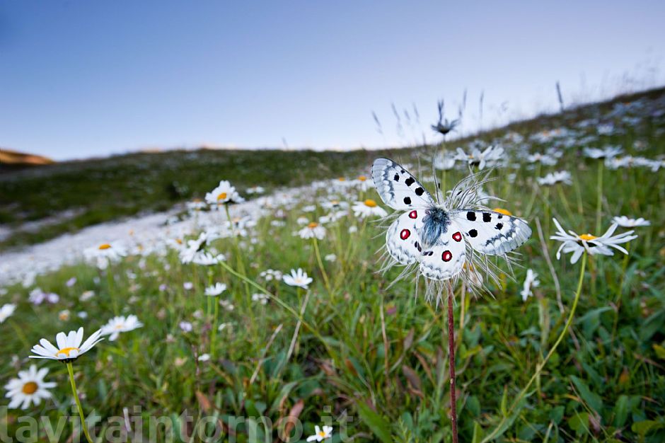 Parnassius apollo