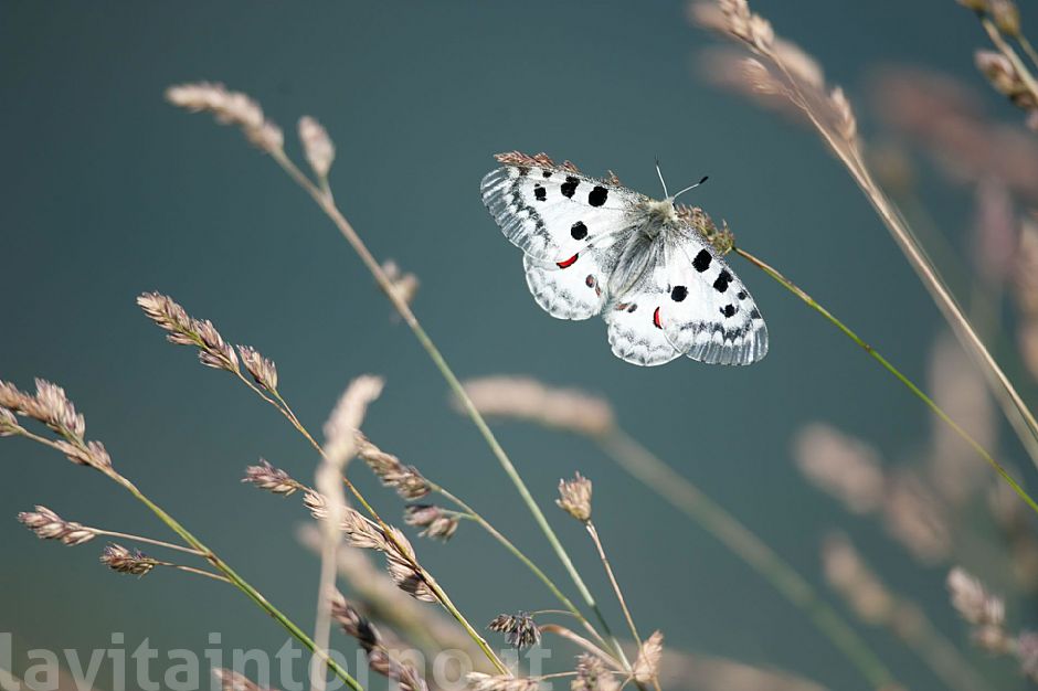 Parnassius apollo #2