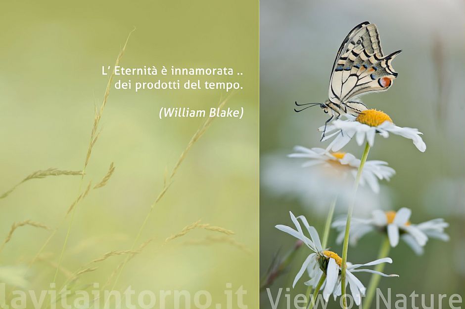 Papilio machaon Linnaeus