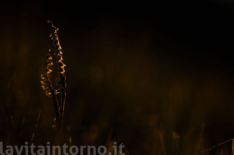 first light on Spiranthes spiralis