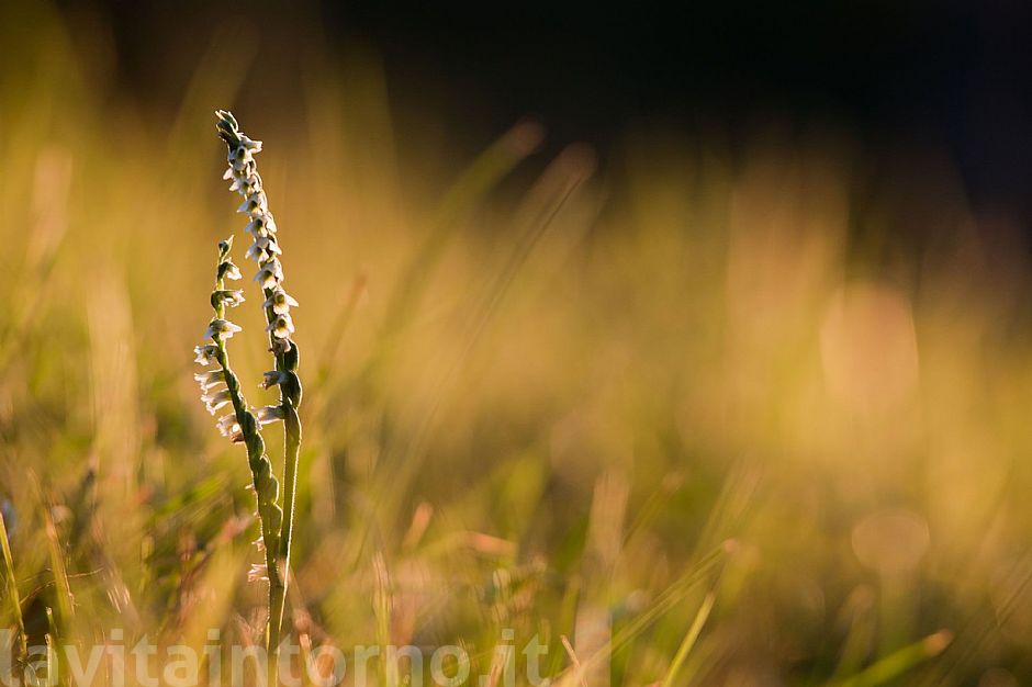 first light on Spiranthes spiralis #2