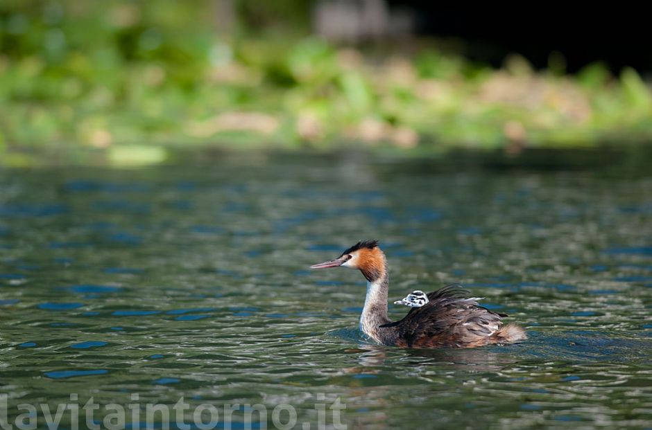 ... out of nest