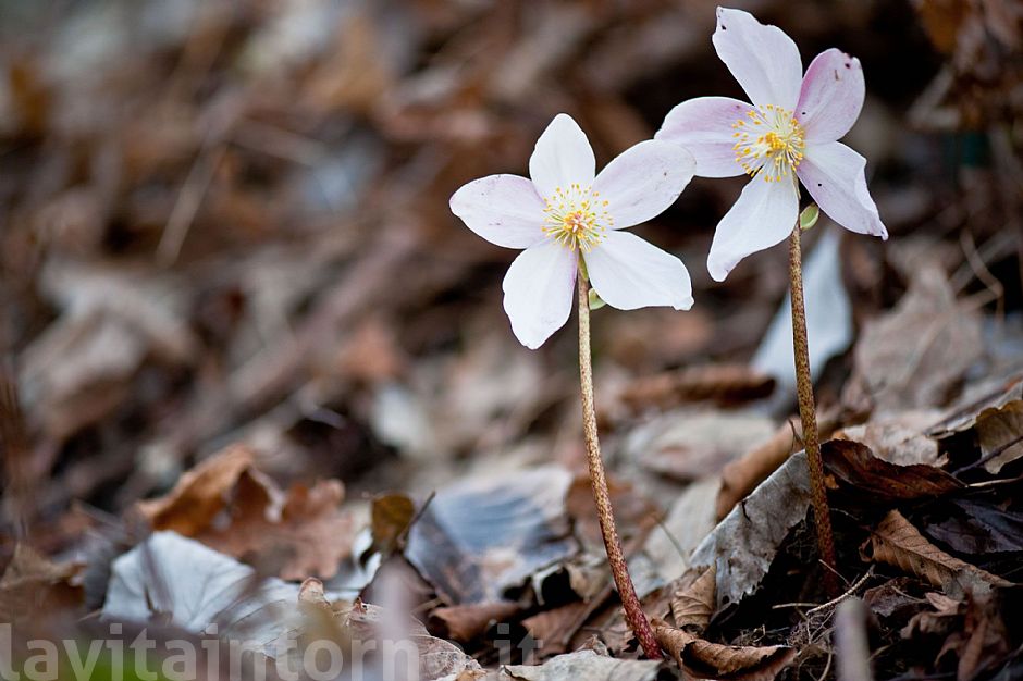 welcome back Helleborus Niger