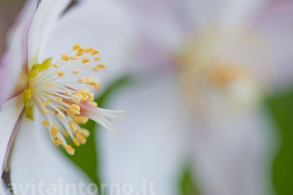 welcome back Helleborus Niger #2