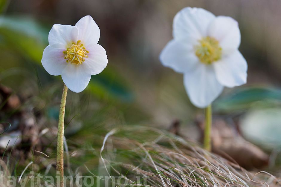 welcome back Helleborus Niger #3